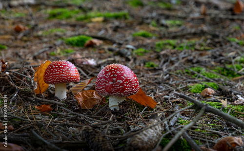 Obraz na płótnie Fly agaric mushroom - in autumn forest. w salonie