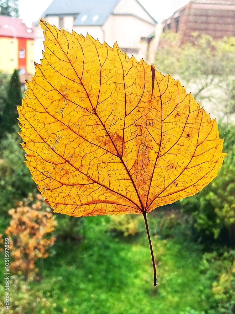 Obraz premium Autumn yellow leaves on the window. Alder leaf. Autumn leaves fallen from a tree.