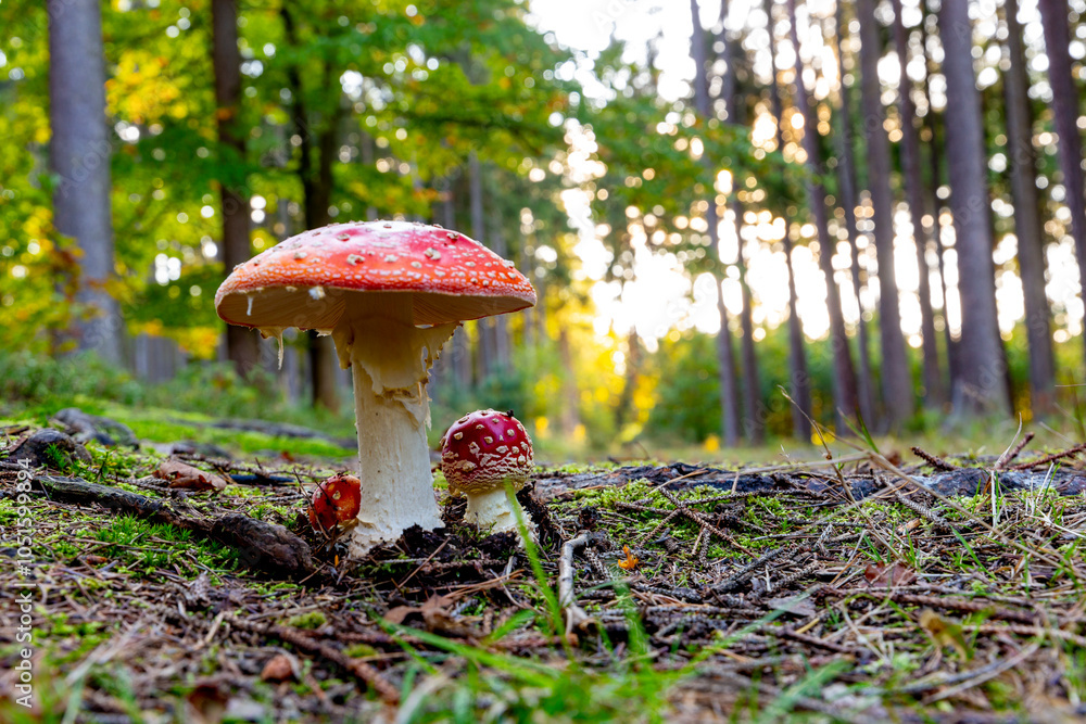 Fly agaric mushroom - in autumn forest.