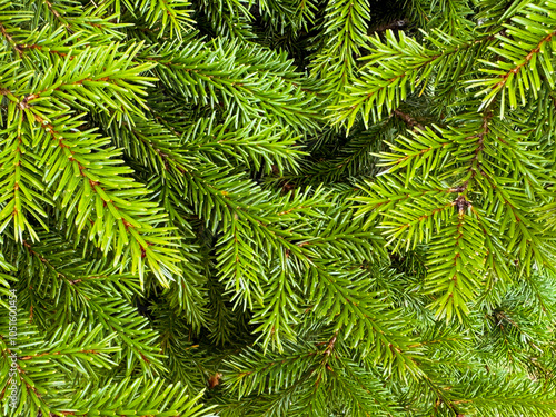 close-up of green pine. deep green. floral. nature pattern. green background. nature background. festive Christmas atmosphere