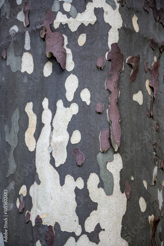 Bilde på lerret Detail of the bark of a plane tree (Platanus)