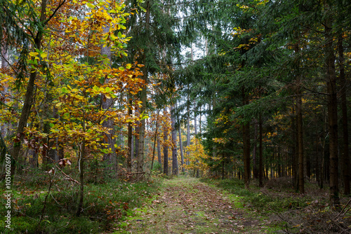 Obraz na płótnie A trail in a colorful autumn forest. w salonie