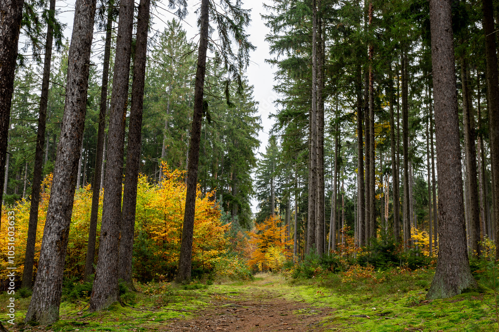 A trail in a colorful autumn forest.