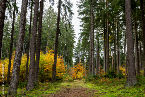 A trail in a colorful autumn forest.