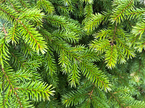 close-up of green pine. deep green. floral. nature pattern. green background. nature background. festive Christmas atmosphere