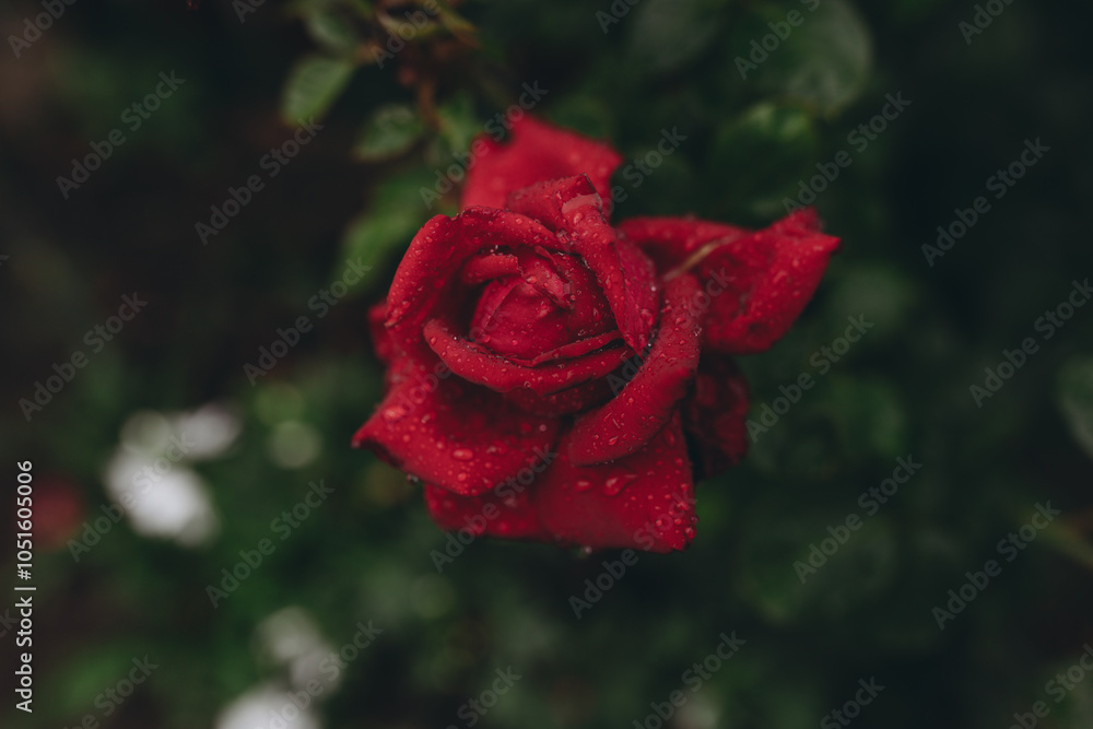 red rose in the garden