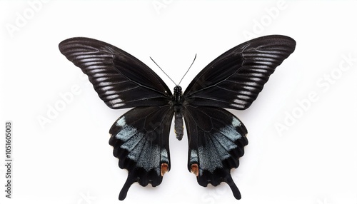 Spicebush Swallowtail butterfly on white