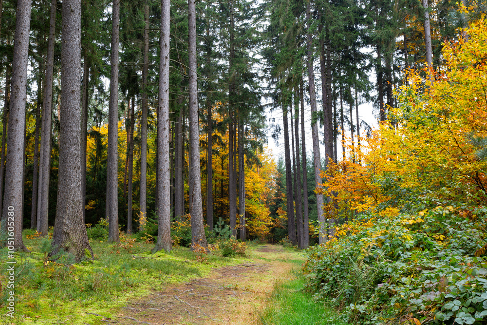 A trail in a colorful autumn forest.
