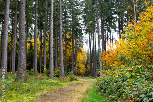 A trail in a colorful autumn forest.