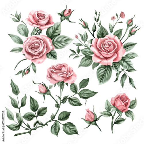 Set of floral branch. Flower pink rose, green leaves