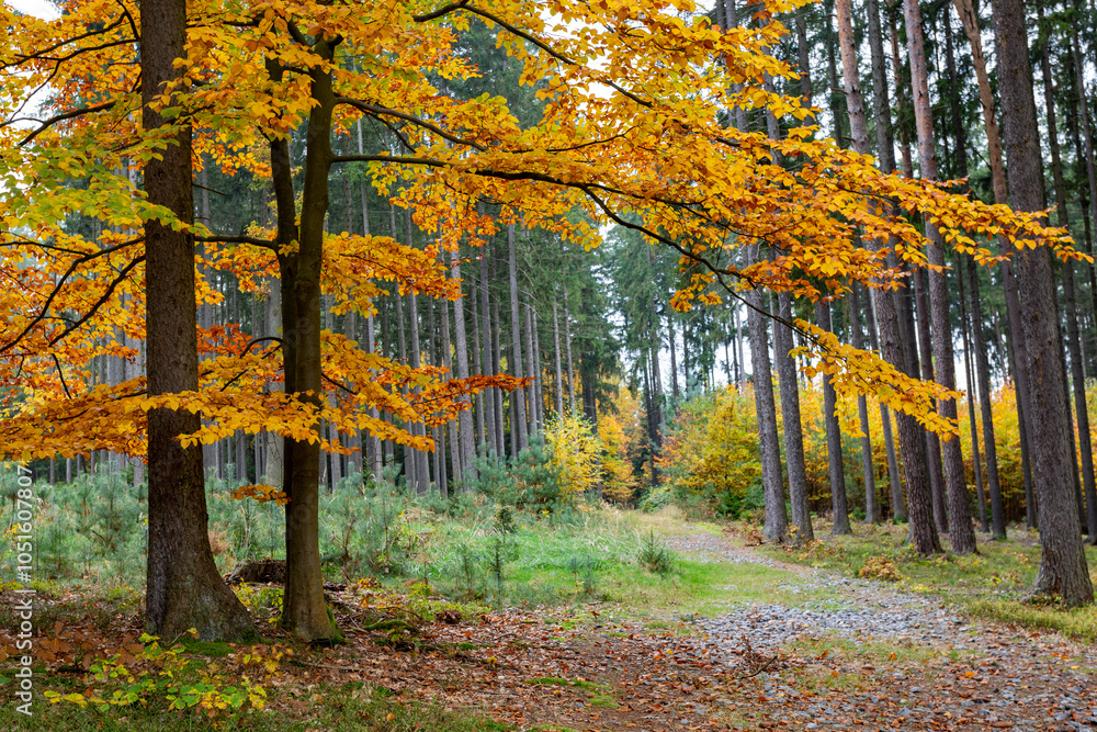 A road in a colorful autumn forest.