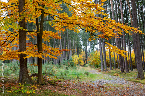 Obraz na płótnie A road in a colorful autumn forest. w salonie