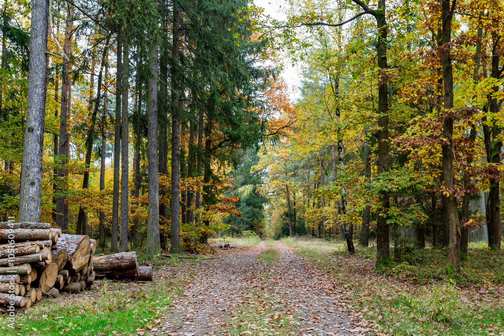 A road in a colorful autumn forest.