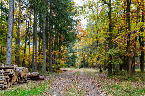 Obraz na płótnie A road in a colorful autumn forest. w salonie