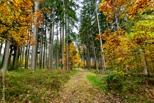 Obraz na płótnie A trail in a colorful autumn forest. w salonie