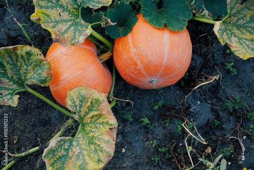 Two Large Orange Pumpkins Growing in a Lush Green Garden