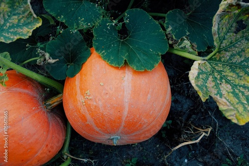 Two Large Orange Pumpkins Growing in a Lush Green Garden