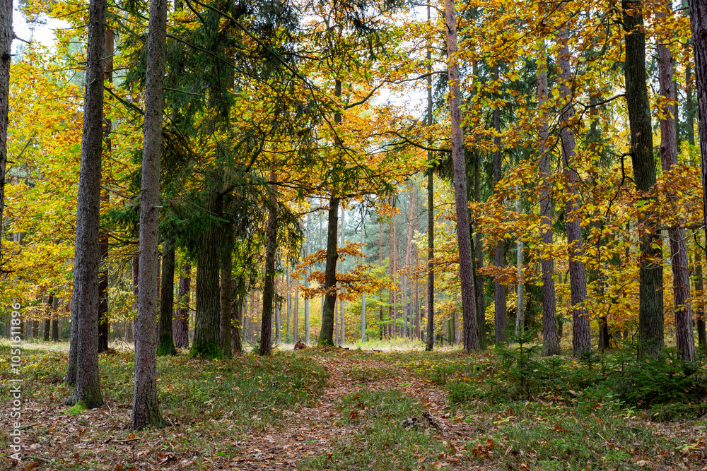 A road in a colorful autumn forest.