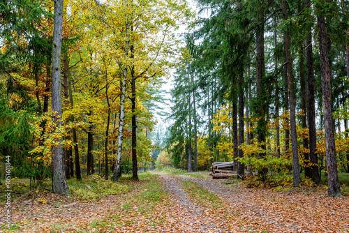 Obraz na płótnie A road in a colorful autumn forest. w salonie