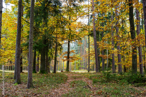 Obraz na płótnie A road in a colorful autumn forest. w salonie
