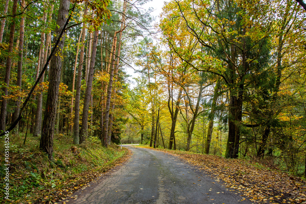 A road in a colorful autumn forest.