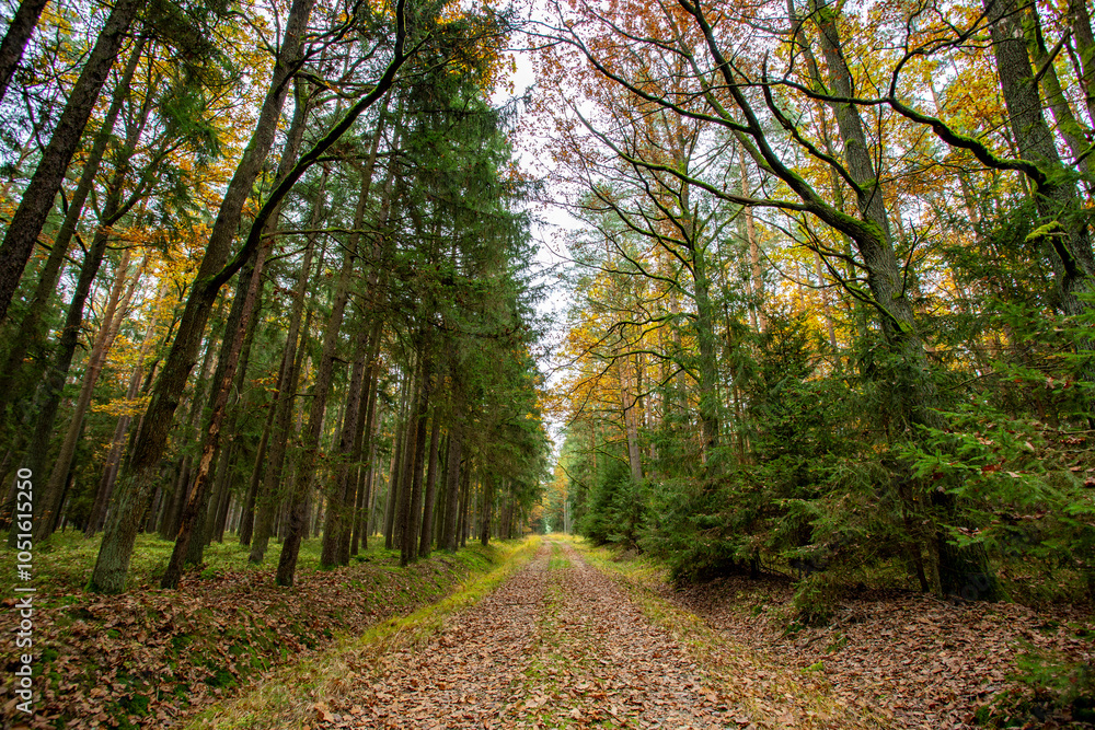 A road in a colorful autumn forest.