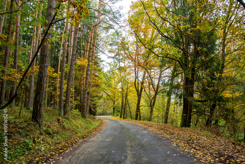 Obraz na płótnie A road in a colorful autumn forest. w salonie