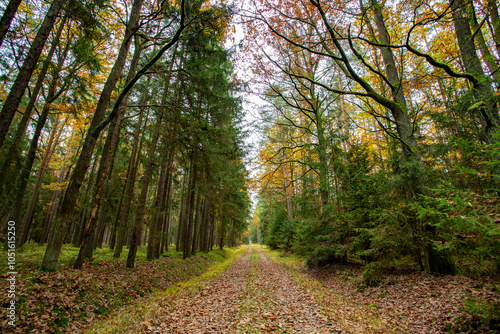 Obraz na płótnie A road in a colorful autumn forest. w salonie