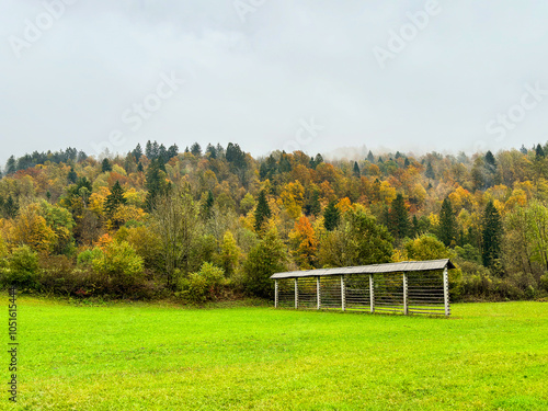 colorful autumn background. autumn landscape. lush green meadows. hay drying rack. misty forest. vibrant fall foliage. contrast colors. foggy sky