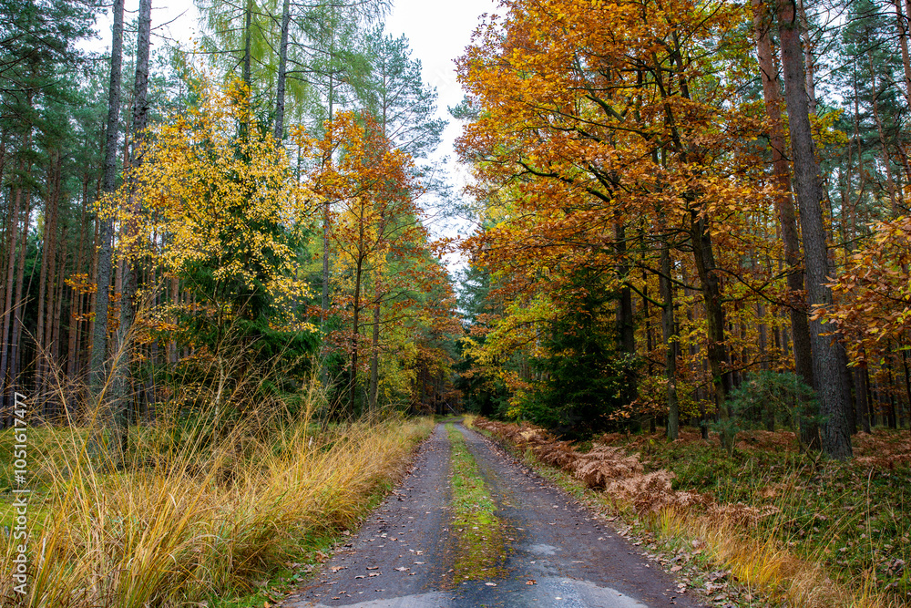 A road in a colorful autumn forest.