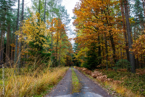 Obraz na płótnie A road in a colorful autumn forest. w salonie