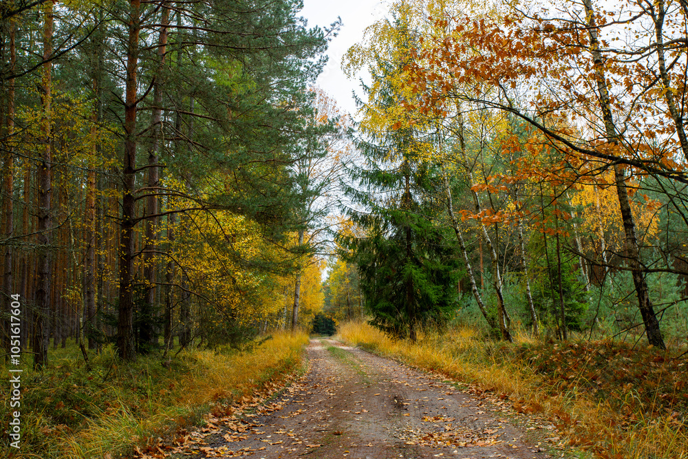 A road in a colorful autumn forest.
