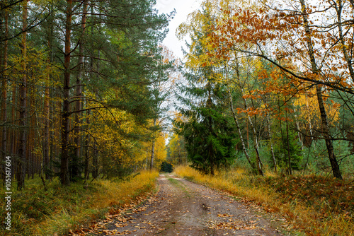 Obraz na płótnie A road in a colorful autumn forest. w salonie