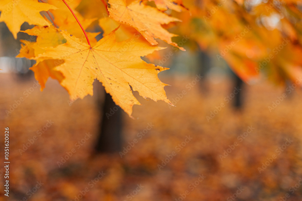 Beautiful autumn landscape with yellow trees and sun. Colorful foliage in the park. Falling leaves natural background Beautiful autumn landscape with yellow trees and sun. Colorful foliage in the park. Falling leaves natural background