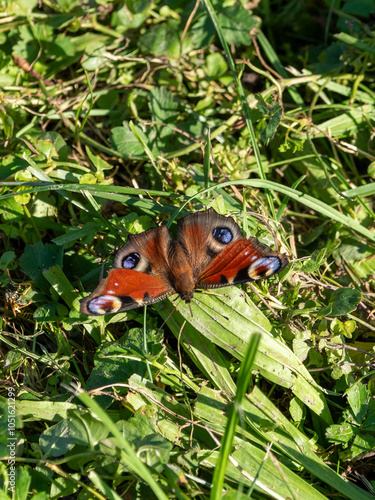 Tagpfauenauge (Aglais io) sitzt mit offenen Flügeln im sonnenbeschienen Gras