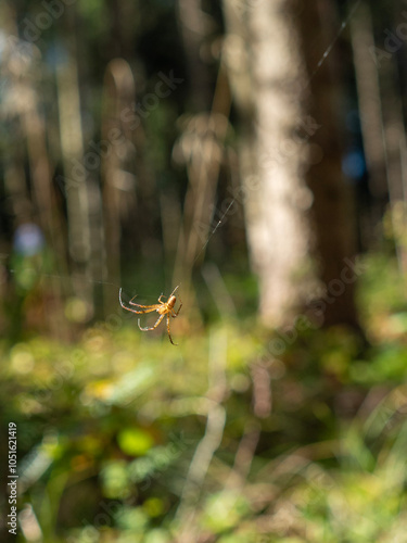 Spinne im Netz im herbstlichen Wald vor unscharfem sonnigen Hintergrund