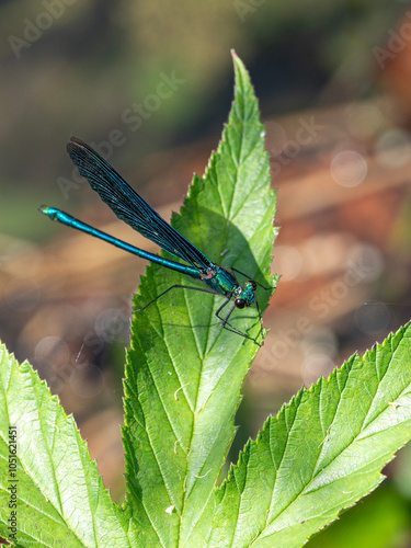 Eine Blauflügel-Prachtlibelle sitzt auf einem Blatt vor unscharfem sonnigen Hintergrund