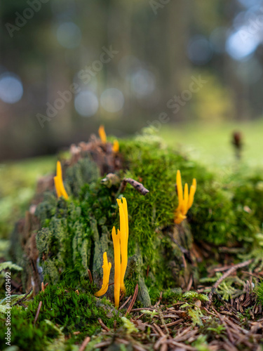 Klebriger Hörnling (Calocera viscosa) auf einem bemoosten Baumstumpf im herbstlichen Wald vor unscharfem Hintergrund