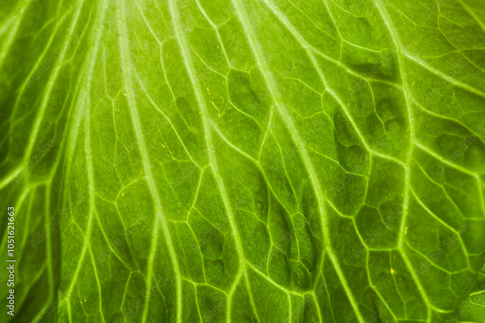 Close-up of a Chinese cabbage leaf