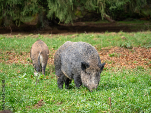 Wildschweine bei der Nahrungssuche auf einer herbstlichen Wiese mit unscharfen Bäumen im Hintergrund 