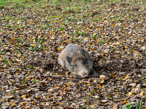 Wildschwein liegt ruhend auf schlammigem Boden vor Herbstlaub 