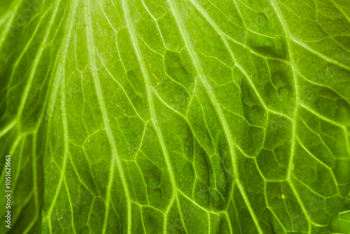 Obraz na płótnie Close-up of a Chinese cabbage leaf w salonie