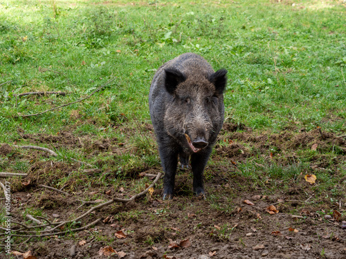 Wildschwein steht im Gras mit Blick zum Betrachter