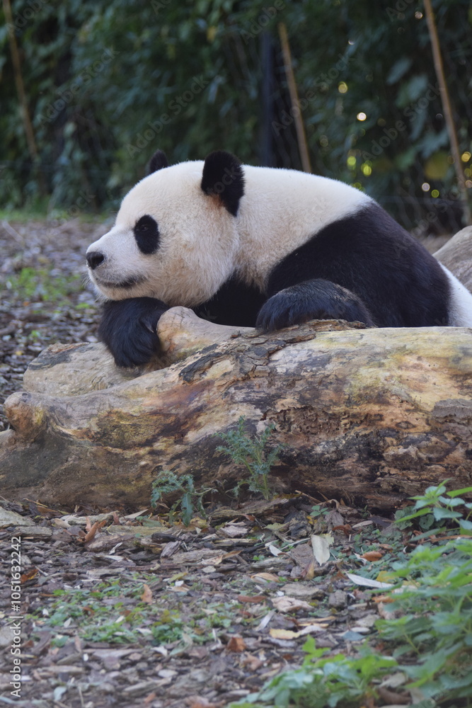 Fototapeta premium giant panda bear