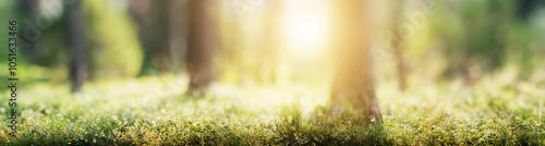 Forest blur panorama