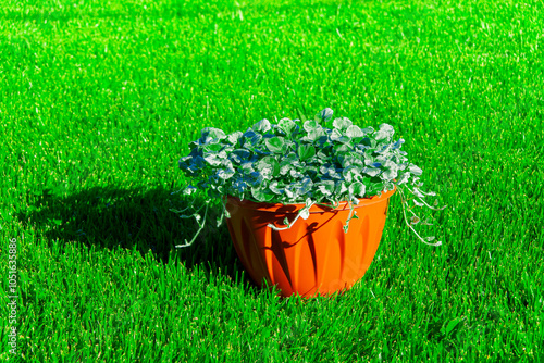 Dichondra flower. evergreen climbing plant. Flowers are planted in a pot. forms a climbing cover. on the surface of the earth. To decorate the landscape. In a green meadow. photo