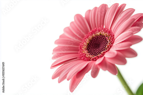 Beautiful Pink Gerbera Flower