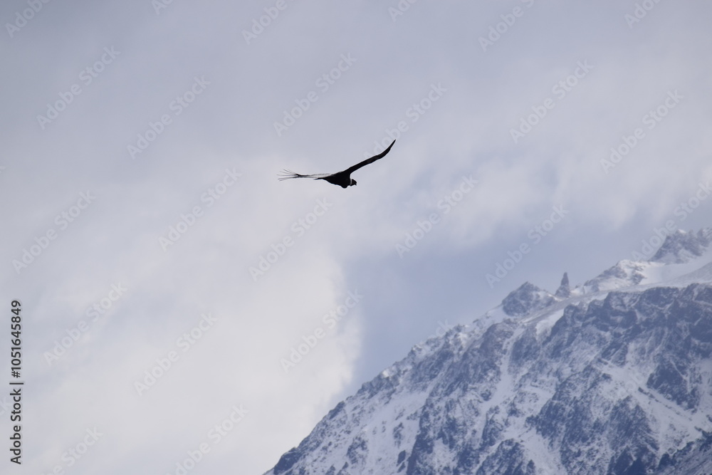 birds in flight