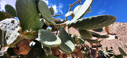 Old cactus tree. Cactus trunk photo