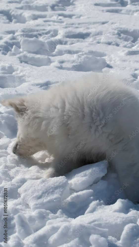 White Swiss Shepherd puppy sits in the snow and scratches behind its ear with its paw. White Swiss Shepherd puppy sits in the snow and scratches behind its ear with its paw.
